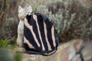 The Zoe: A Natural Zebra Purse Bag